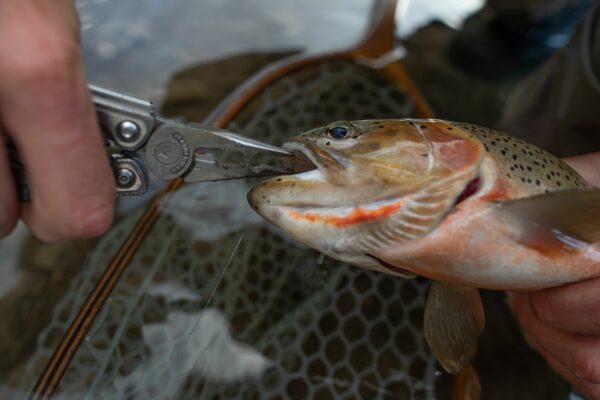 Charge TTI Fishing (2)