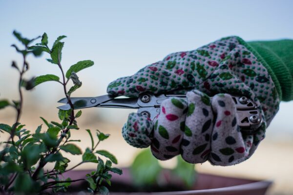 Leatherman Wingman Gardening Home Isaac Miller13