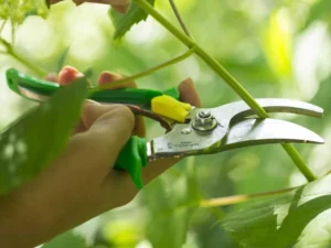 Couteaux de Jardinier